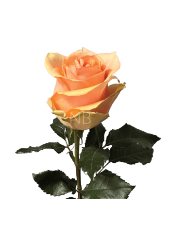 R EC7 NECTARINE