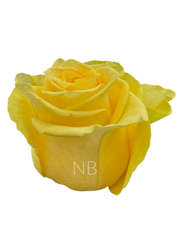 R EC5 NEW YELLOW