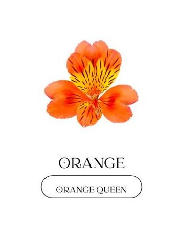 ALST  EC PE ORANGE QUEEN