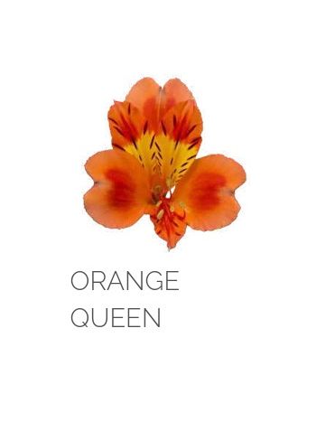 ALST  EC S ORANGE QUEEN