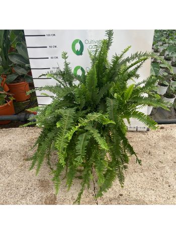 NEPHROLEPIS CORDATA
