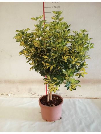 SCHEFFLERA GOLD CAPELLA