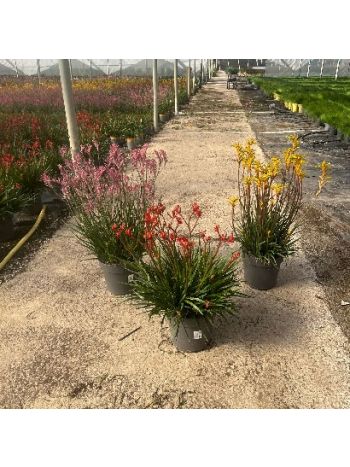 ANIGOZANTHUS HIBRIDO MIX