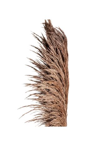 ZVB PAMPAS 80/90 CHOCOLATE 8435056105904