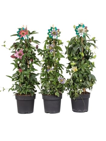 PASSIFLORA PIRAMIDE MIX AKCIO