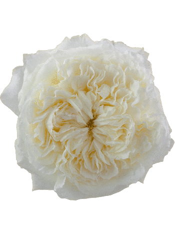 R EC DAV6 PATIENCE