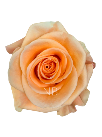 R EC6 PEACH WAVE