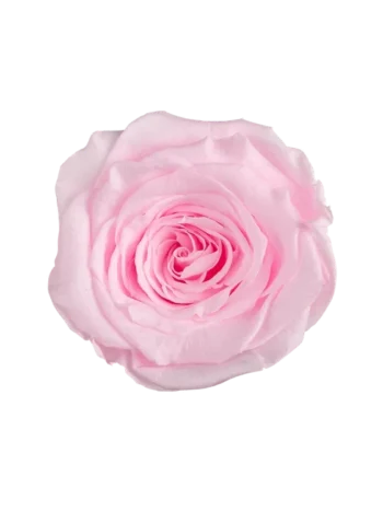 ZZ A. TARTÓSRÓZSA LL PIN 99