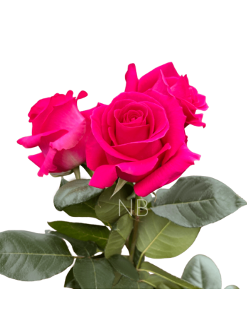 R EC4 PINK OHARA