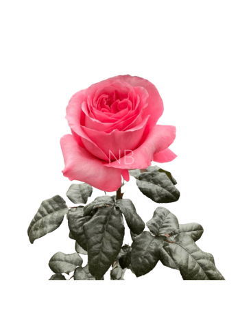 R EC7 PINK XPRESSION