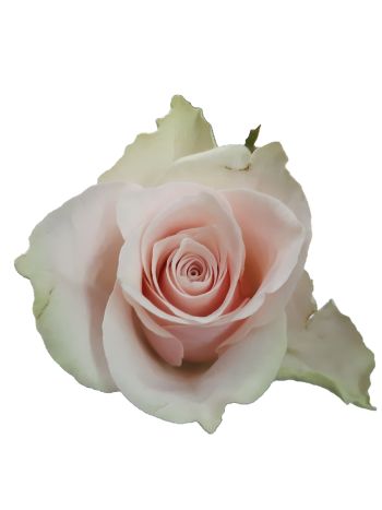 R GR  BOX PINK ATHENA 60CM