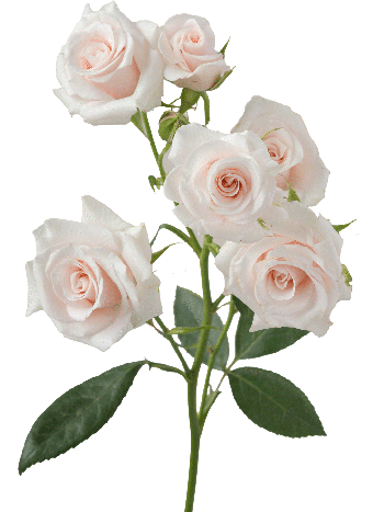 R TR  EC6 PINK MAJOLIKA