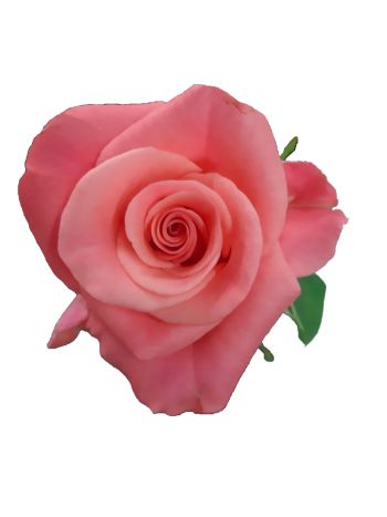 R GR  BOX PINK TACAZZI+ 60CM