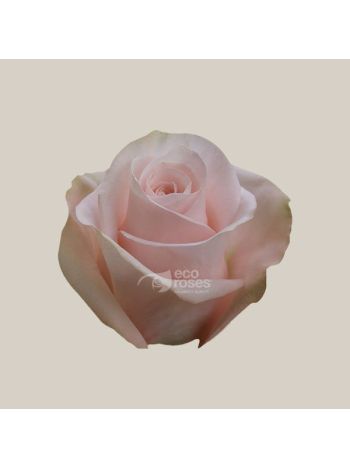 R EC7 POMAROSA