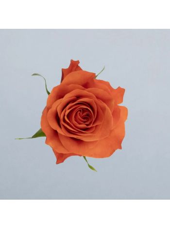 R BOX GR ORANGE WAVE 60CM