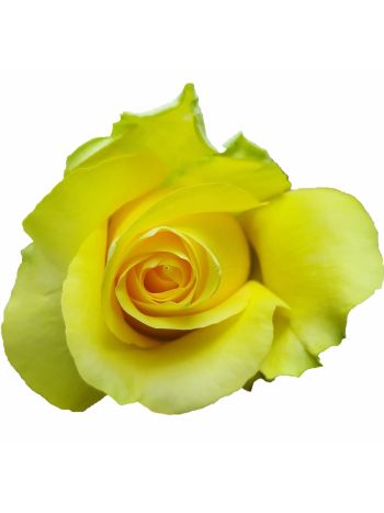 R BOX GR MINION ROSE 60CM