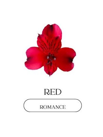 ALST  EC PE ROMANCE