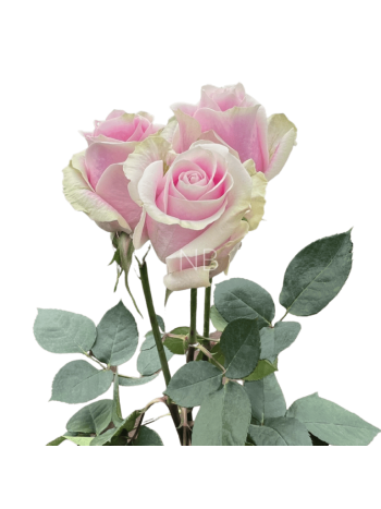 R EC6 ROSITA VENDELA