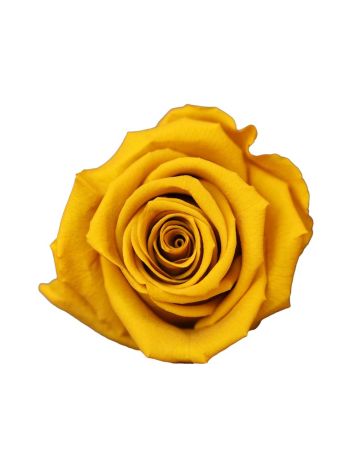 ZVB ROSA STANDARD W-BOX 6SP GOLD DIJON 8435056105010
