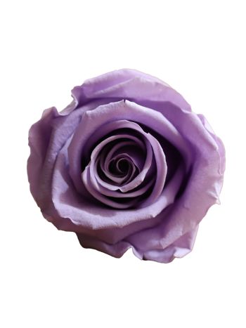 ZVB ROSA STANDARD W-BOX 6SP PASTEL VIOLET 8435056105027