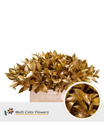 RUSCUS OV KLB H% - ANTIQUE