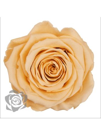 ZZ A TARTÓSRÓZSA LL CHA 99