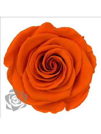 ZZ A TARTÓSRÓZSA LL ORA 02