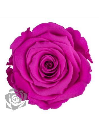 ZZ A TARTÓSRÓZSA LL PIN 07