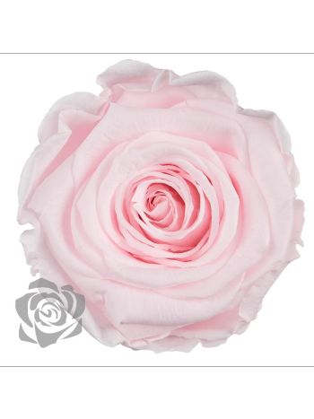 ZZ A TARTÓSRÓZSA LL PIN 89