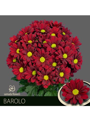 CHR T BAROLO