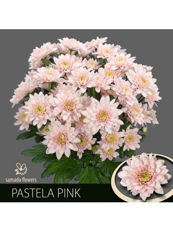 CHR T PASTELA PINK