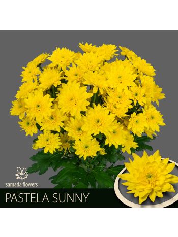CHR T  S. PASTELA SUNNY