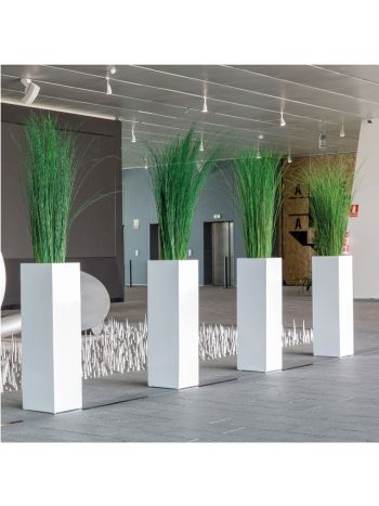 STEELGRASS PLANT TARTÓSÍTOTT NÖVÉNY