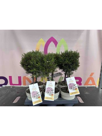 CHAMELAUCIUM (WAX FLOWER) P.17 BOKOR