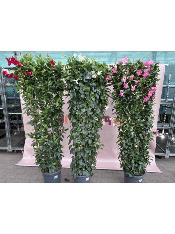 DIPLADENIA MANDEVILLE P.33 RÁCSOS