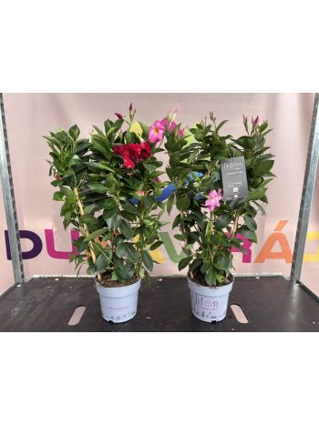 DIPLADENIA MANDEVILLE P.17  RÁCSOS