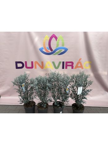 EUCALYPTUS GUNNII P.24