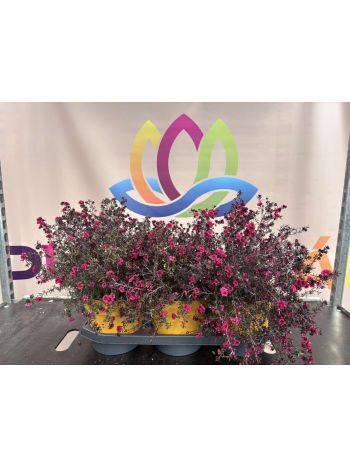 LEPTOSPERMUM SCOPARIUM  P.21