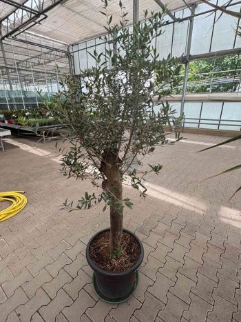 OLEA EUROPAEA TÖRZSES P.40