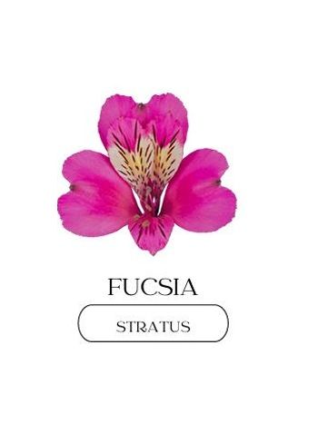 ALST  EC PE STRATUS