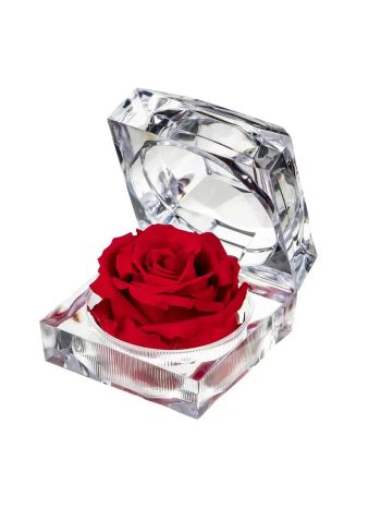 ZZ A TARTÓSRÓZSA JEWEL RED 02