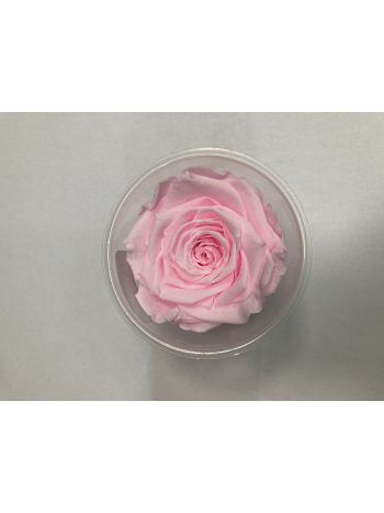 ZZ A. TARTÓSRÓZSA LL PIN 99