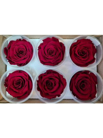 ZZ A. TARTÓSRÓZSA LL RED 01