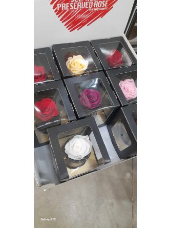 ZZ A. ICE DRY ROSE GIFT VIBRANT RED/BLACK