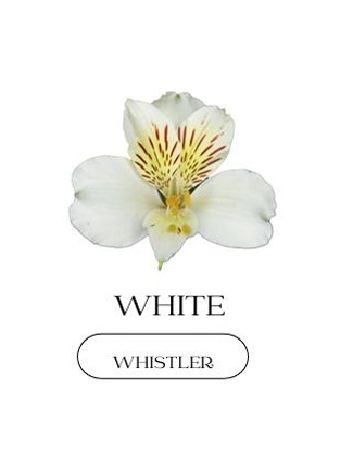 ALST  EC S WHISTLER