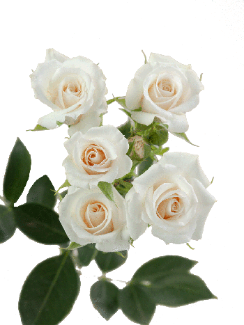 R TR  EC6 WHITE MAJOLIKA