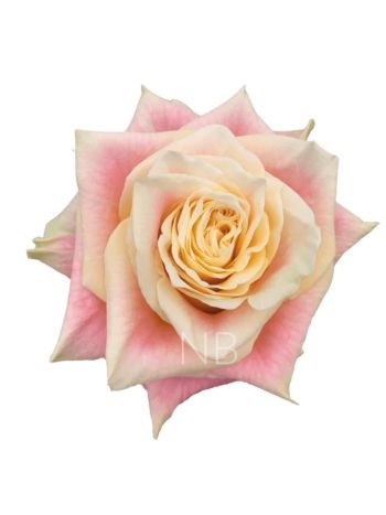 R EC CASA - WILD CROWN