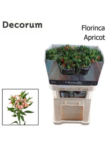 ALST FL CHAR APRICOT