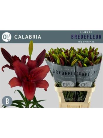 LI LA CALABRIA 95CM