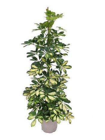 SCHEFFLERA DALTON
